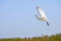 Cattle Egret Taking Flight Royalty Free Stock Photo