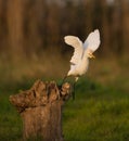 Cattle Egret taking off Royalty Free Stock Photo