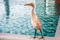 Cattle Egret, water bird standing on edge of water pool. Sri Lanka