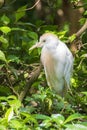 Cattle Egret, Wetlands Bird Photography, Nature Background, Wildlife Portrait, South West Florida Animals