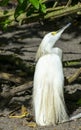 Cattle Egret, Wetlands Bird Photography, Nature Background, Wildlife Portrait, South West Florida Animals