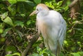 Cattle Egret, Wetlands Bird Photography, Nature Background, Wildlife Portrait, South West Florida Animals