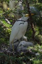 Cattle Egret with young Royalty Free Stock Photo