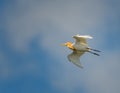 The Cattle Egret Bubulcus ibis breeding plumage Royalty Free Stock Photo