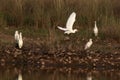 Cattle egrets