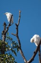 Cattle egrets Bubulcus ibis on a tree. Royalty Free Stock Photo