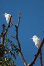 Cattle egrets Bubulcus ibis on a tree. Royalty Free Stock Photo