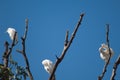 Cattle egrets Bubulcus ibis on a tree. Royalty Free Stock Photo
