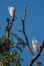 Cattle egrets Bubulcus ibis on a tree. Royalty Free Stock Photo