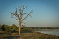 Cattle egrets in dead tree beside river Royalty Free Stock Photo