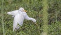 Cattle Egrets Feeding in Meadow Royalty Free Stock Photo