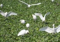 Cattle Egrets Flying and Foraging on Water Weed Royalty Free Stock Photo