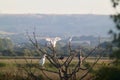 Cattle egrets, grey herons and a marsh harrier