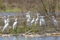 Cattle Egrets at Lake Baringo, Kenya Royalty Free Stock Photo