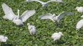 Cattle Egrets and Little Egrets Flying ,  Foraging on Water Weed Royalty Free Stock Photo