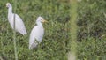 Cattle Egrets in Meadow Royalty Free Stock Photo