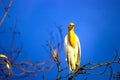 Cattle Egrets perched on the tree with a nice blue sky in the background Royalty Free Stock Photo