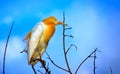 Cattle Egrets perched on the tree with a nice blue sky in the background Royalty Free Stock Photo