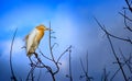 Cattle Egrets perched on the tree with a nice blue sky in the background Royalty Free Stock Photo