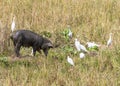 Cattle egrets and pig