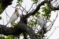 Cattle Egrets resting in a tree Royalty Free Stock Photo