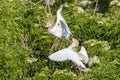 Cattle Egrets Territorial Fight, Squabble Royalty Free Stock Photo