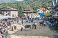 Cattle exhibition and contest at Brembana Valley, Serina,Bergamo,Lombardia Italy. Breeder and italian brown cow.