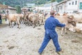 Cattle exhibition and contest at Brembana Valley, Serina,Bergamo,Lombardia Italy. Cows back to the farm.