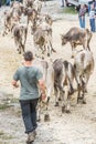 Cattle exhibition and contest at Brembana Valley, Serina,Bergamo,Lombardia Italy. Cows back to the farm.