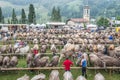 Cattle exhibition and contest at Brembana Valley, Serina,Bergamo,Lombardia Italy. Cows italian brown and Red spotted contest.