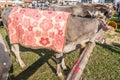 Cattle exhibition and contest at Brembana Valley, Serina,Bergamo,Lombardia Italy. Italian brown cow.