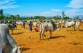 The cattle fair in Heho, Myanmar