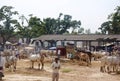 A cattle fair at a rural Indian market