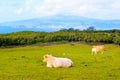 Cattle Family, Calf suckling mother cow, oxen, Farm Animals in the wild, Azores - Pico island Royalty Free Stock Photo