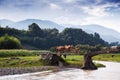 A cattle family and dog Royalty Free Stock Photo