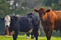 Cattle family on a farm, big cattle mating with black and brown cows