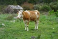 Cattle on the family farm Royalty Free Stock Photo