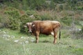 Cattle on the family farm Royalty Free Stock Photo