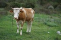 Cattle on the family farm Royalty Free Stock Photo