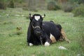 Cattle on the family farm Royalty Free Stock Photo