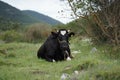 Cattle on the family farm Royalty Free Stock Photo