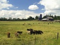 Cattle Farm Royalty Free Stock Photo
