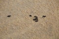 Cattle farm from above Royalty Free Stock Photo