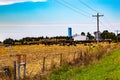 Modern farm produce storage system. Farm animals on a corn farm following harvest