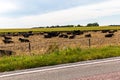 Modern farm produce storage system. Farm animals on a corn farm following harvest