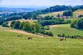 A cattle farm with cows grazing grass on a hot summer day. Domestic livestock feeding on a pasture on a hill outdoors on