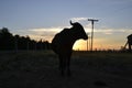 Cattle and coffee farm in the interior of Brazil, with ox grazing at sunset, Brazil, South America Royalty Free Stock Photo