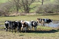 Cattle out grazing on a sunny day. Royalty Free Stock Photo