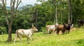 Cattle farm montain pecuaria brazil
