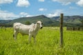 Cattle farm montain pecuaria brazil Royalty Free Stock Photo